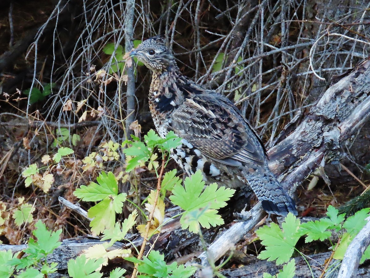 Ruffed Grouse - ML374752131