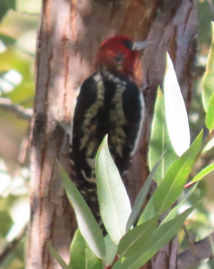 Red-breasted Sapsucker - ML374753591