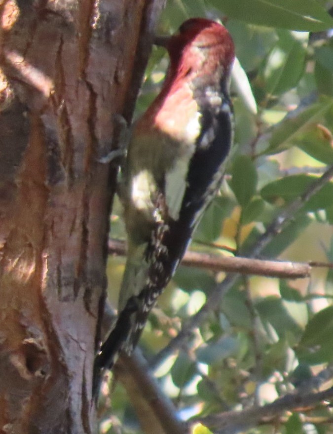 Red-breasted Sapsucker - ML374753691