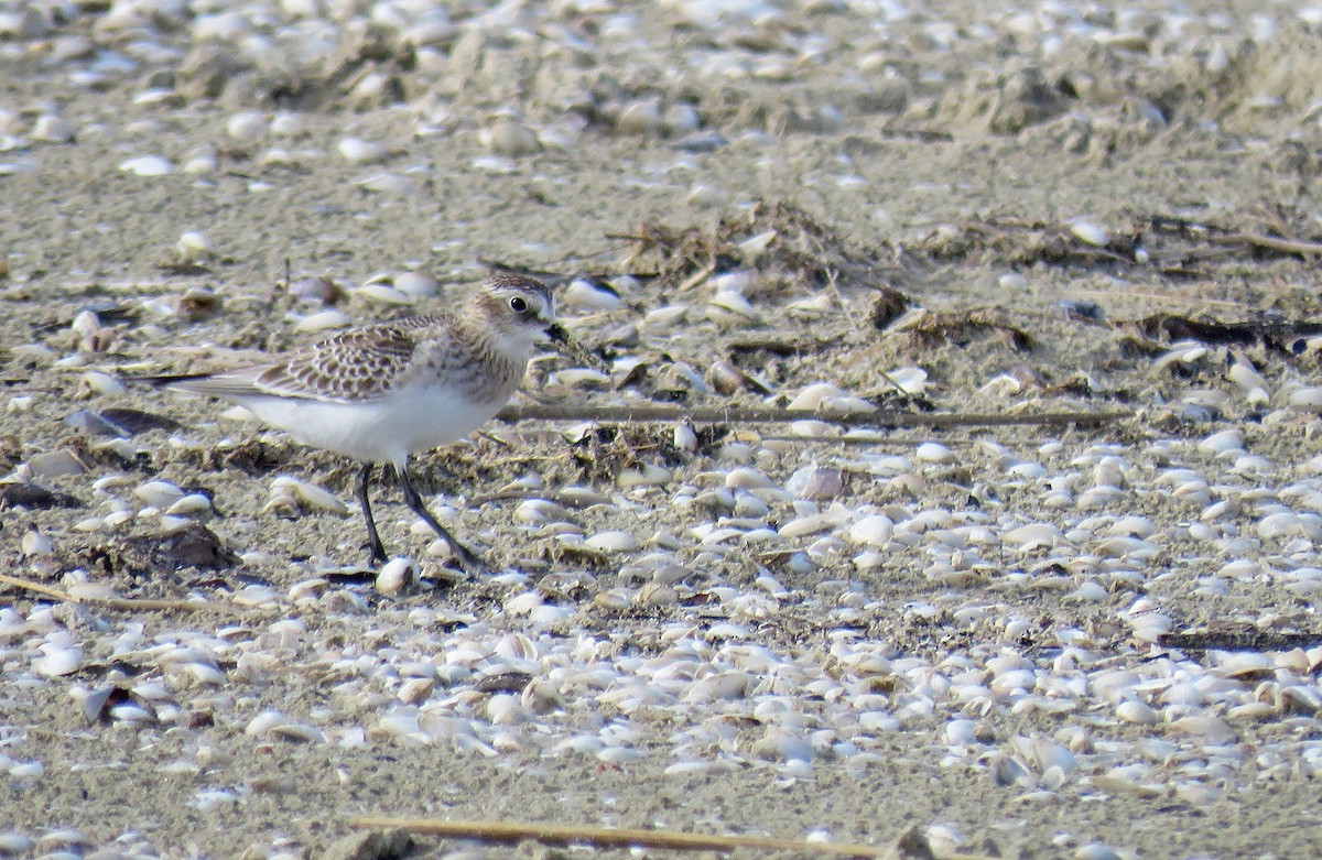 Baird's Sandpiper - ML374755011