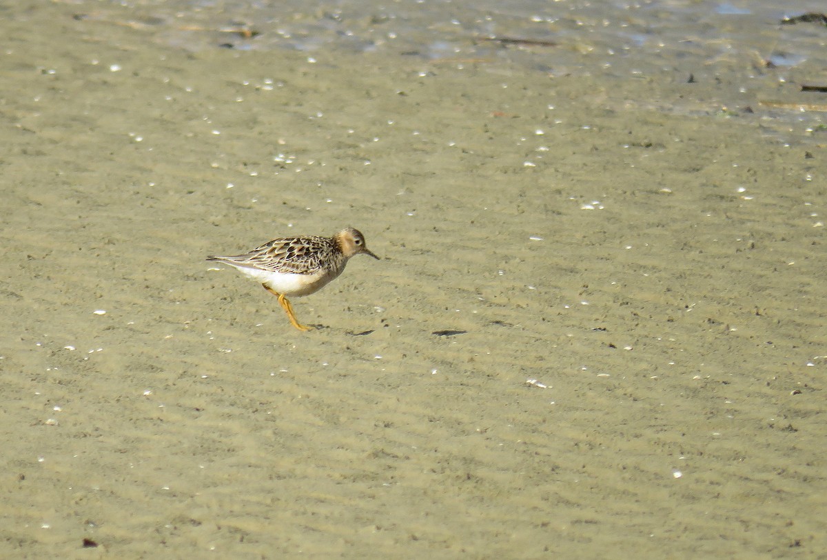 Buff-breasted Sandpiper - ML374755241