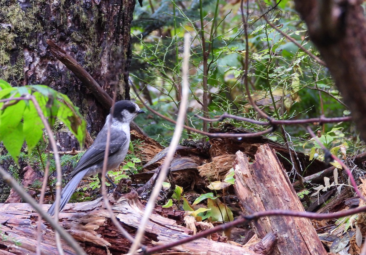 Canada Jay - ML374757841