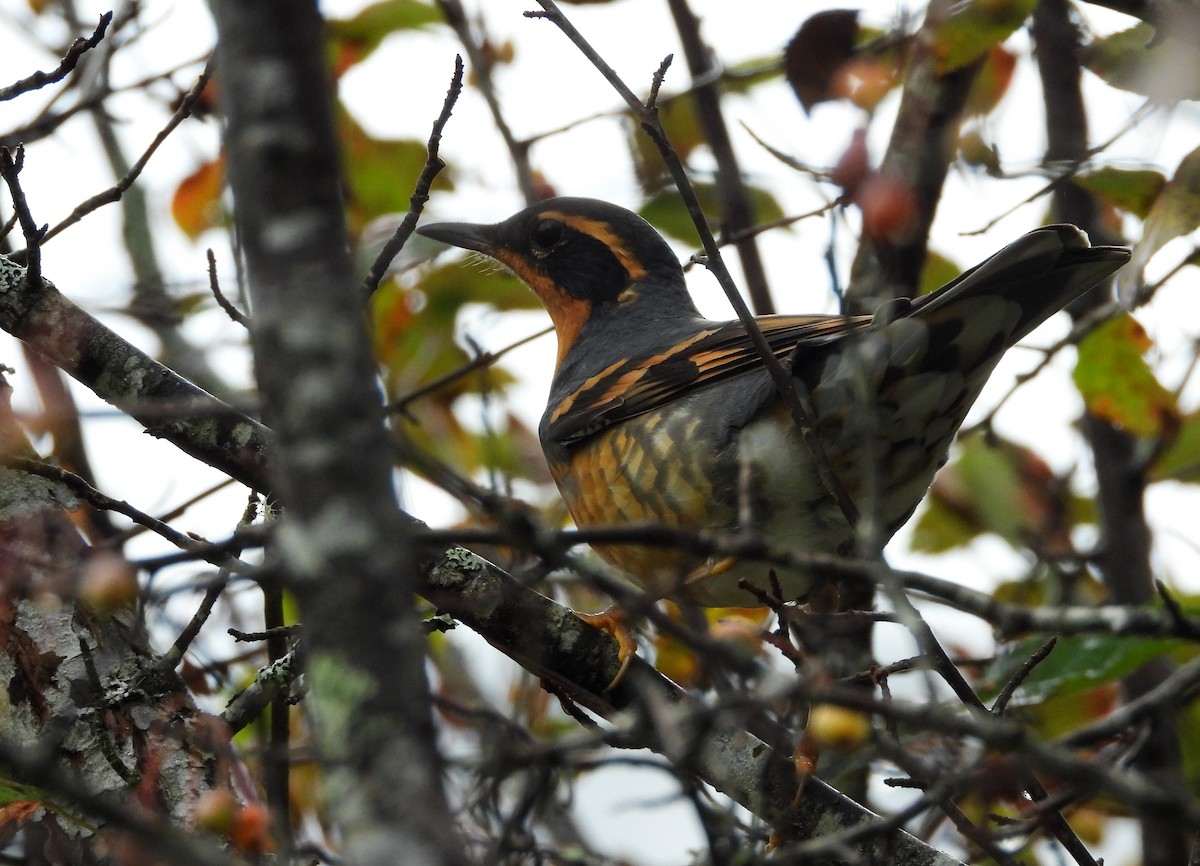 Varied Thrush - ML374758221