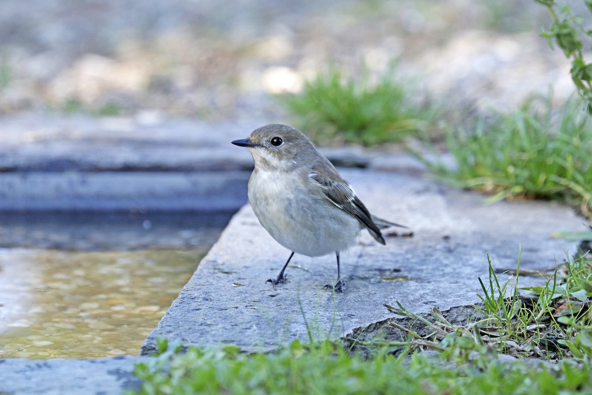 European Pied Flycatcher - ML374758241