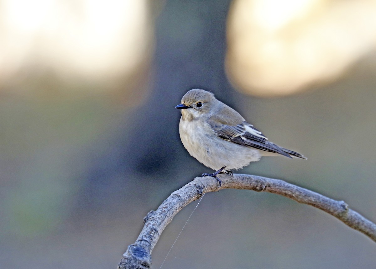 European Pied Flycatcher - ML374758271