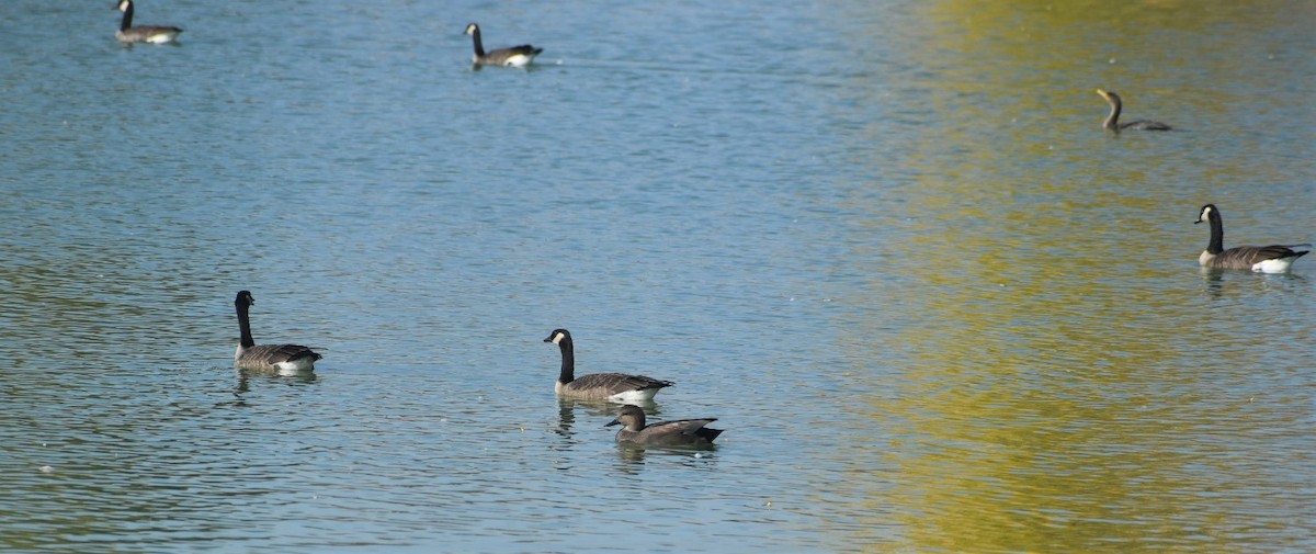 Gadwall - ML374758591