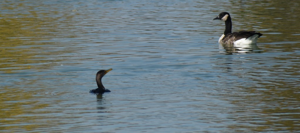 Double-crested Cormorant - ML374759111