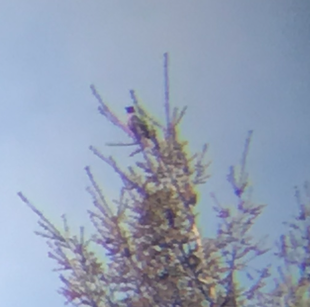 Lewis's Woodpecker - ML374759601