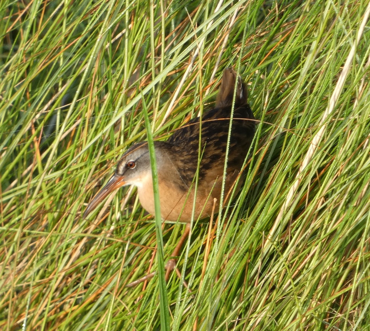 Virginia Rail - ML374759621