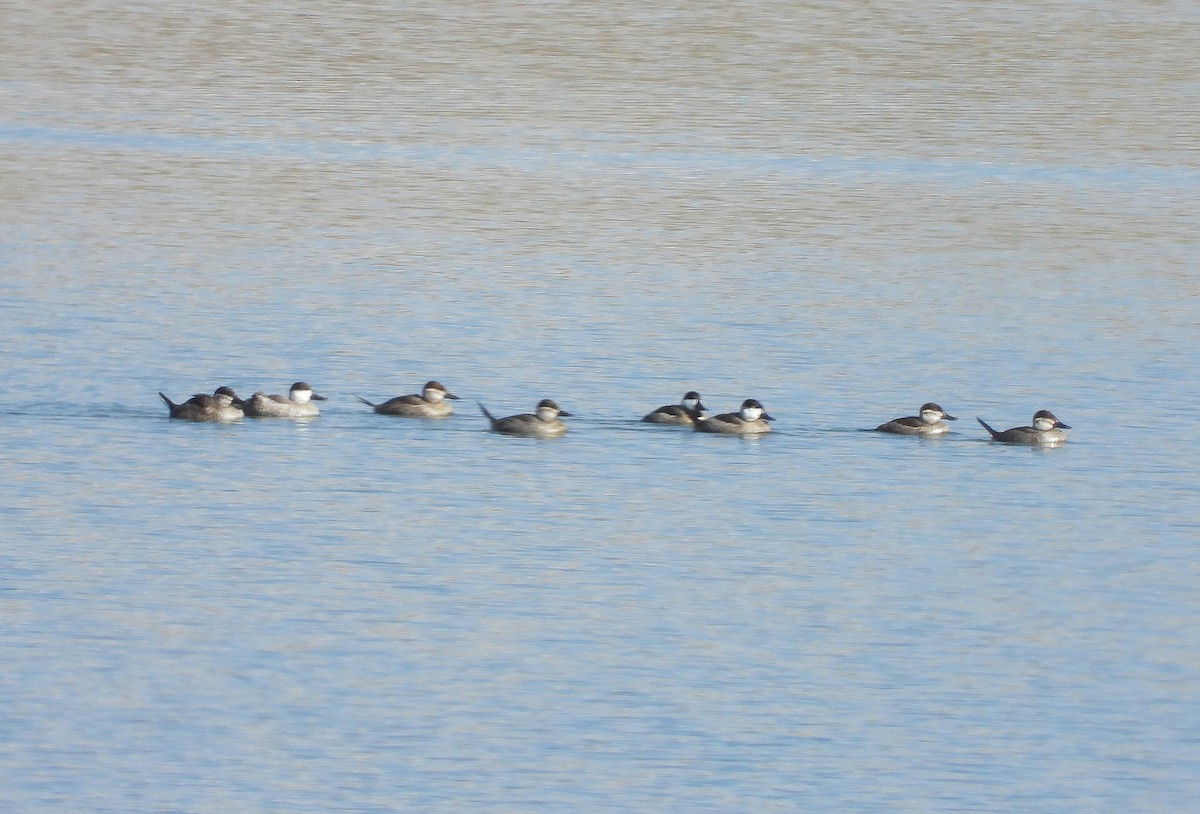 Ruddy Duck - ML374761061