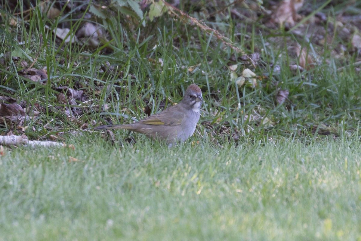 Green-tailed Towhee - ML374761971