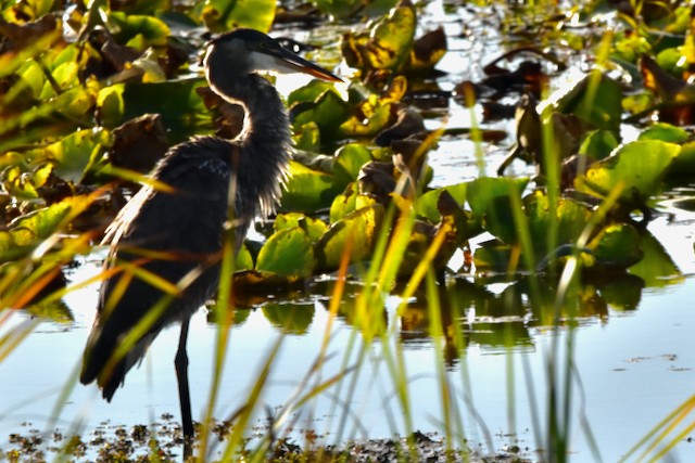 Great Blue Heron - M Dougherty