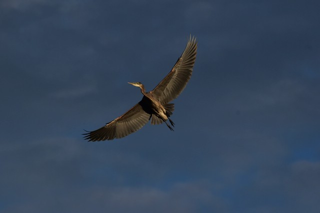 Great Blue Heron - ML374764211