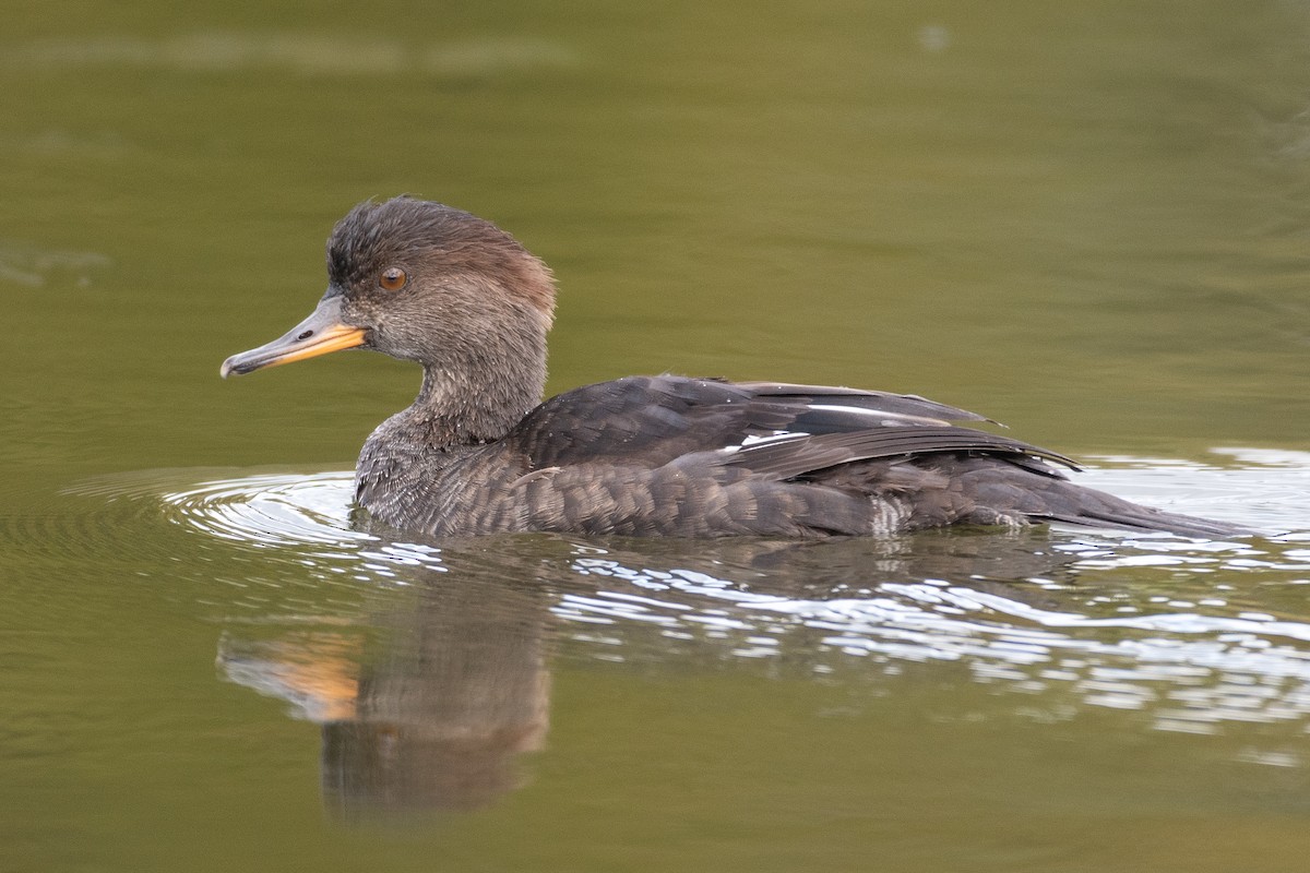 Hooded Merganser - ML374765911