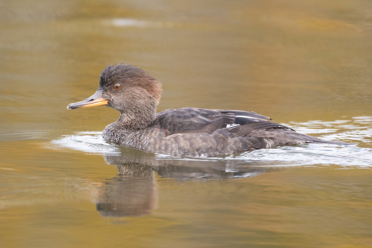 Hooded Merganser - ML374765921