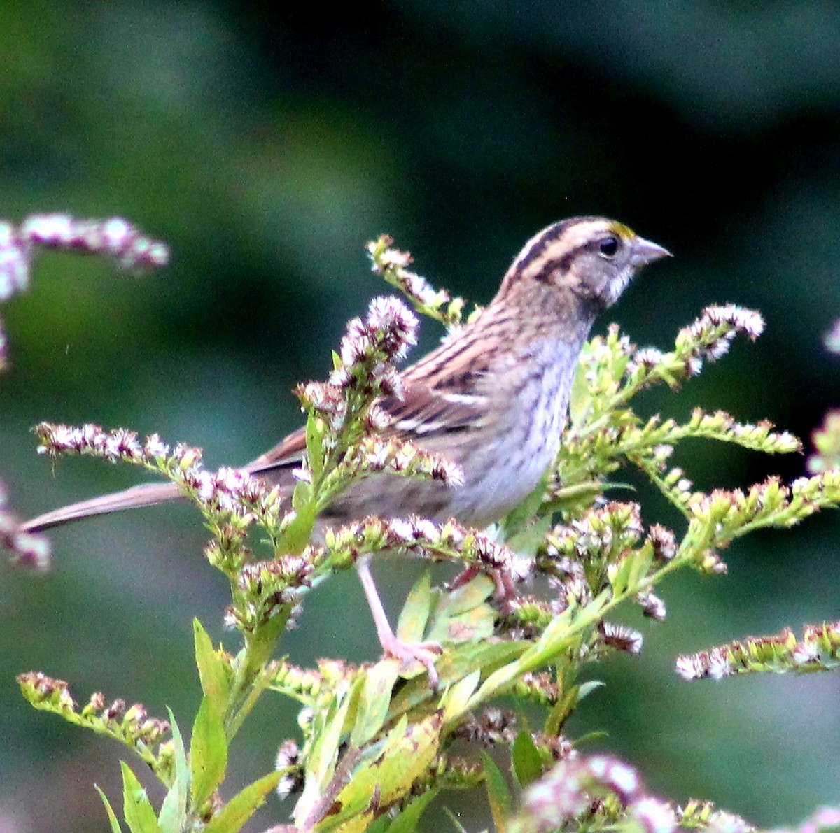 White-throated Sparrow - Michael Fein