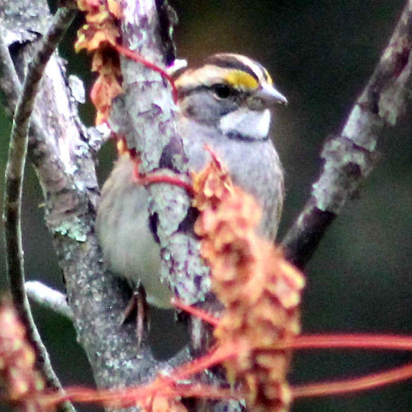 White-throated Sparrow - Michael Fein