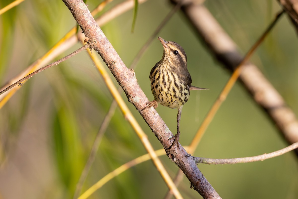 Northern Waterthrush - ML374766701