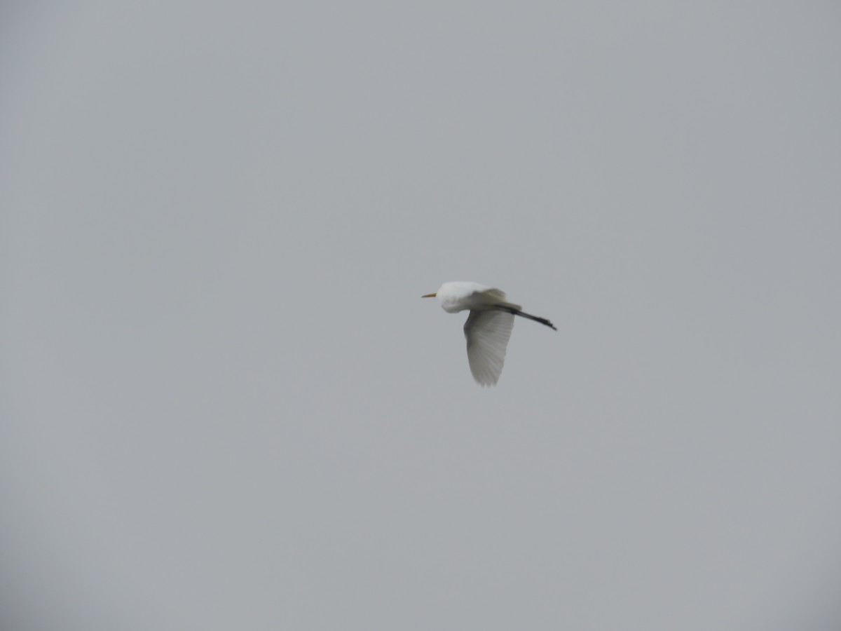 Great Egret - ML37476781