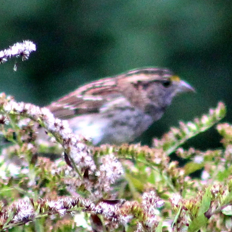 White-throated Sparrow - ML374769071