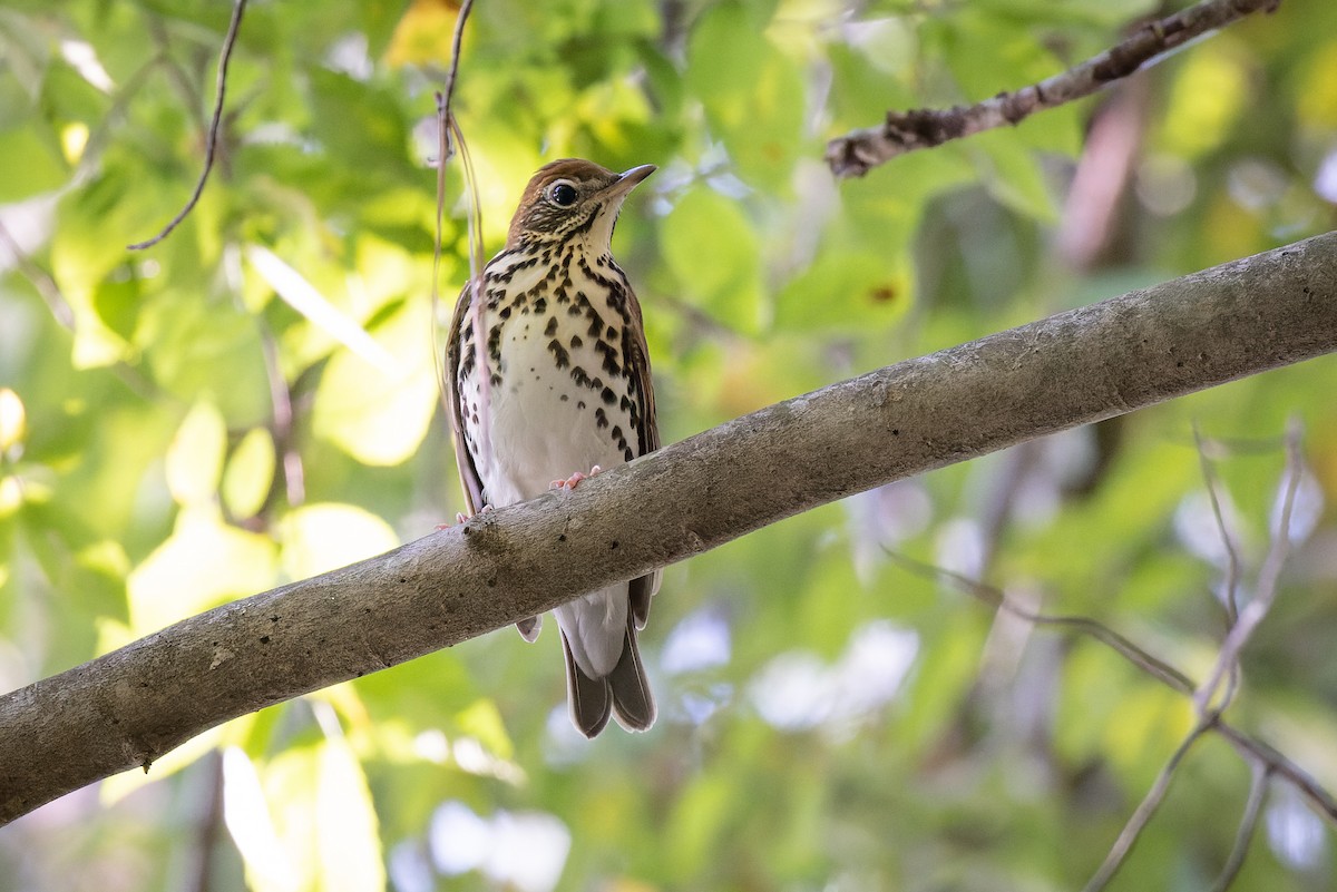 Wood Thrush - ML374769241