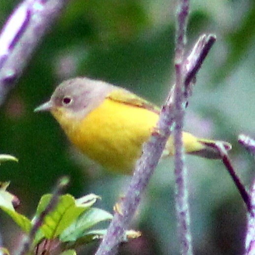 Nashville Warbler - Michael Fein