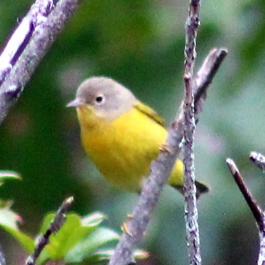 Nashville Warbler - Michael Fein