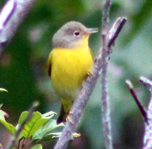 Nashville Warbler - Michael Fein