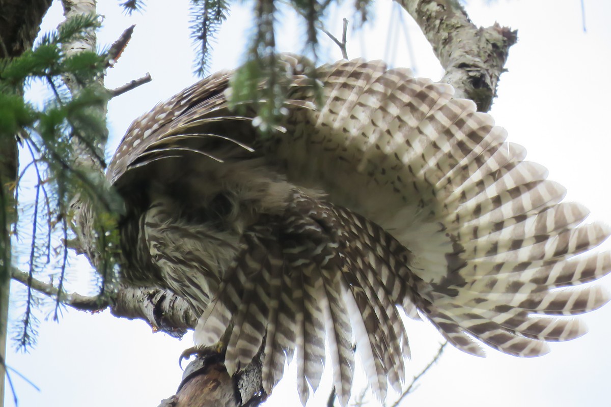 Barred Owl - ML374770771