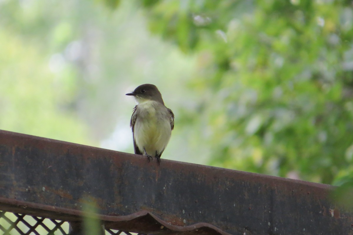 Eastern Phoebe - ML374771231