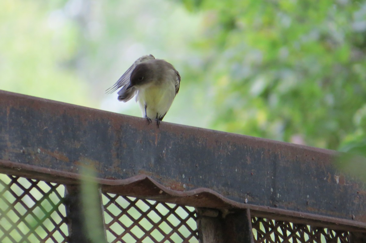 Eastern Phoebe - ML374771241