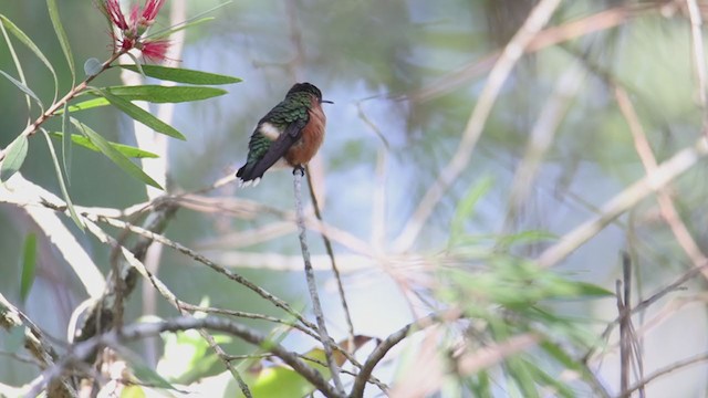 Blaukehl-Sternkolibri - ML374771821