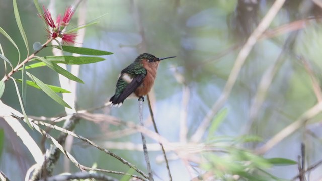 Colibrí de Dupont - ML374771871