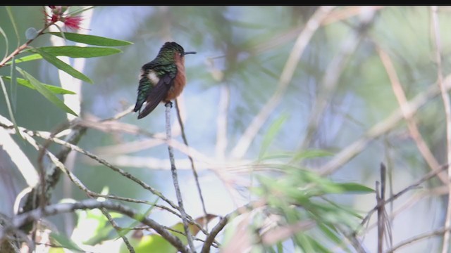 Sparkling-tailed Hummingbird - ML374771901