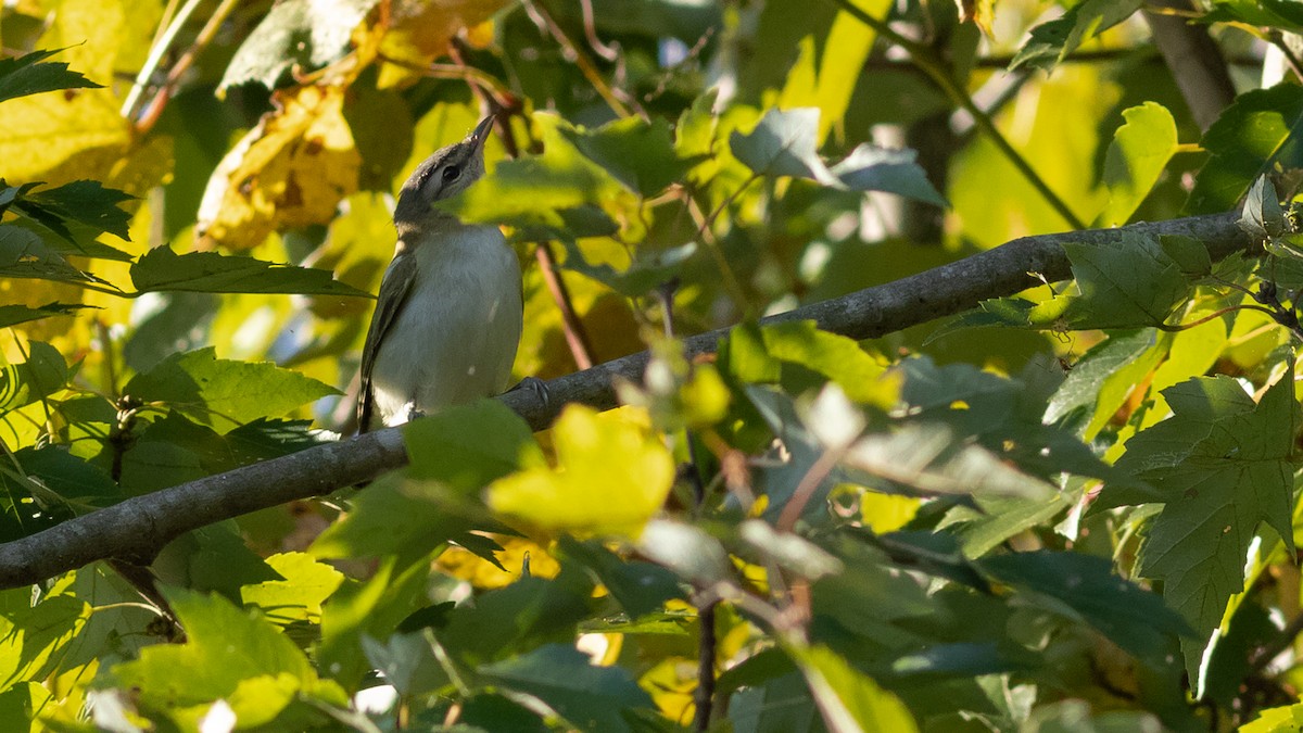 Red-eyed Vireo - Todd Kiraly