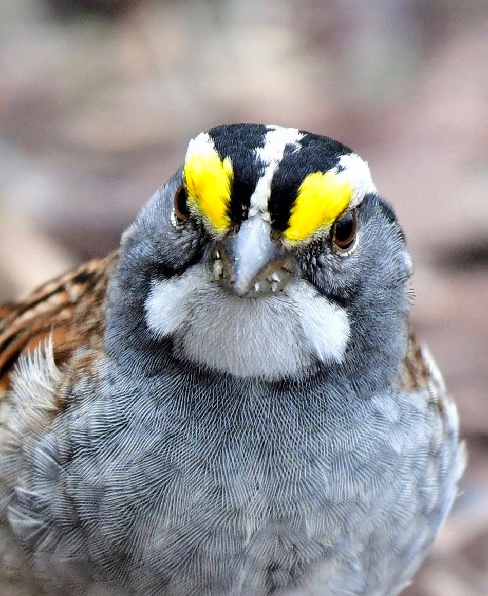 White-throated Sparrow - Shirley Pulgar Hughes