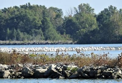 American White Pelican - Terri Gorney