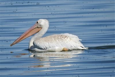 American White Pelican - ML374773971