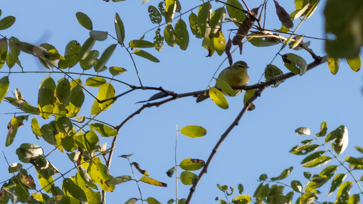 møllparula - ML374774361
