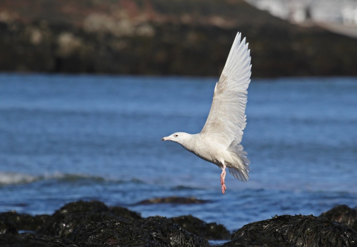 Glaucous Gull - ML37477471