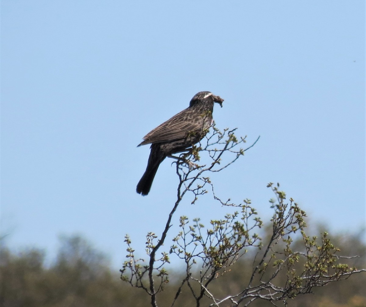 Long-tailed Meadowlark - ML374775961