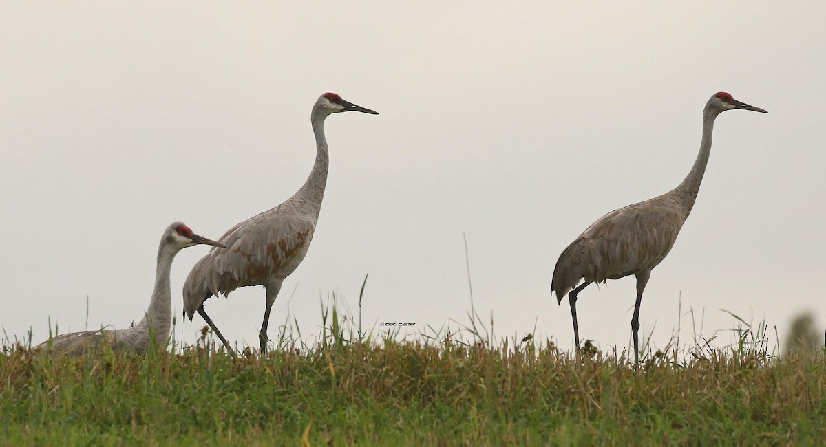 Sandhill Crane - ML374776061