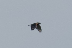 Red-shouldered Hawk - Amelie Lavenant-Wink