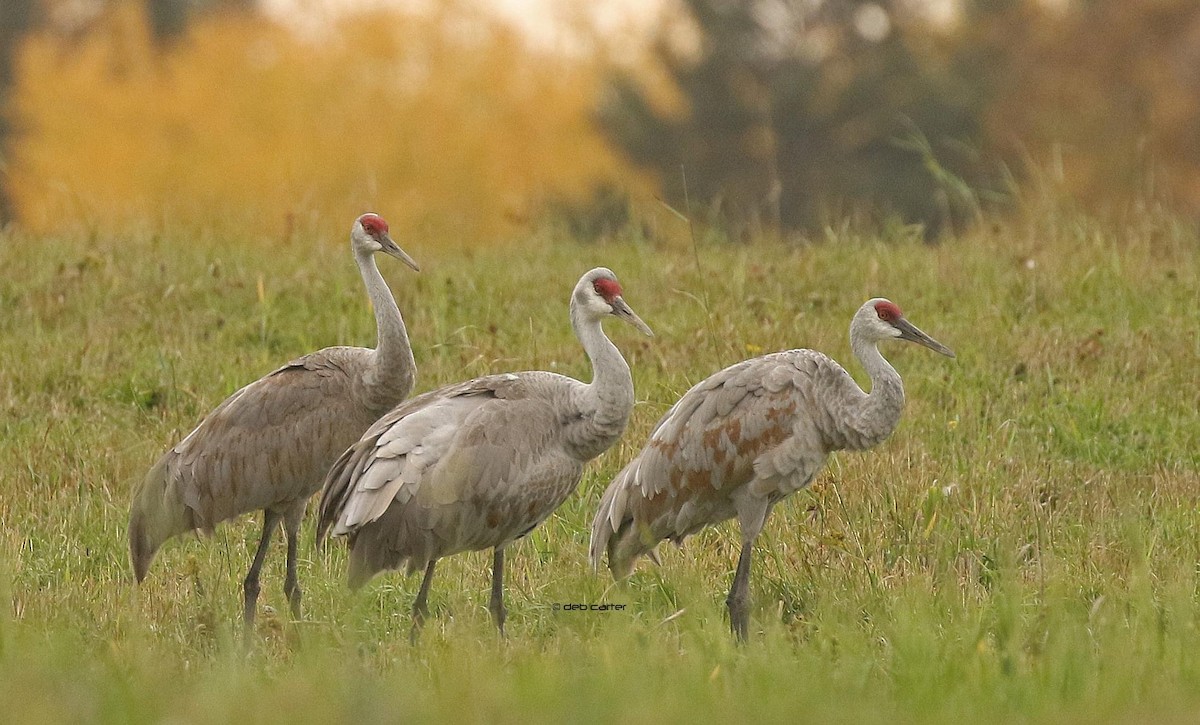 Sandhill Crane - ML374776111