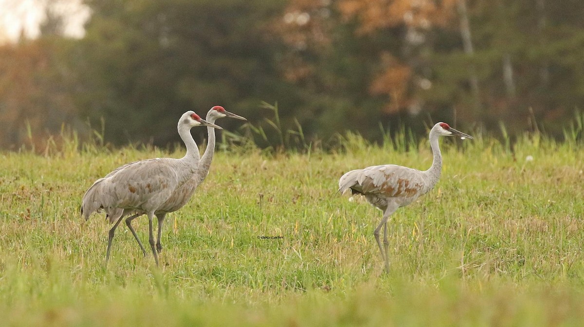 Sandhill Crane - ML374776121