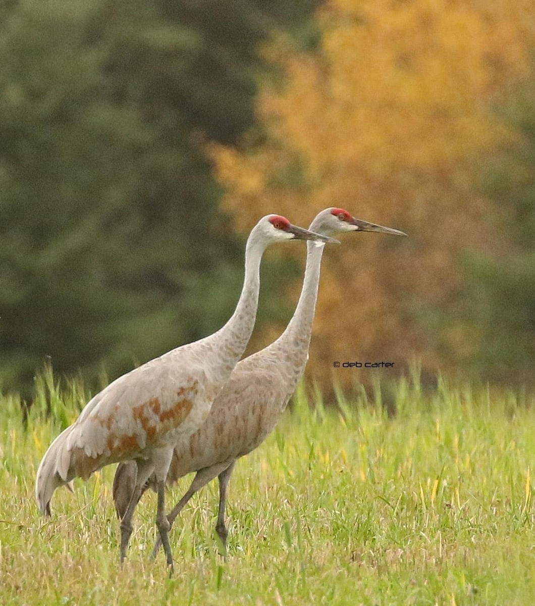 Sandhill Crane - ML374776141