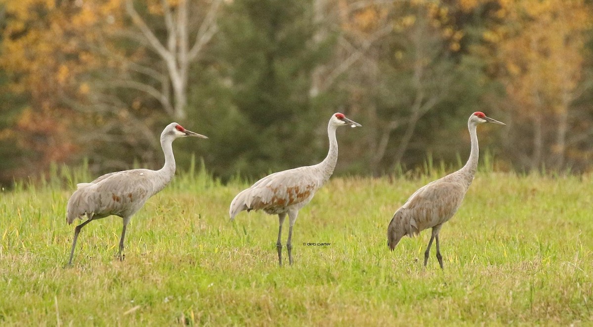 Sandhill Crane - Deb Carter