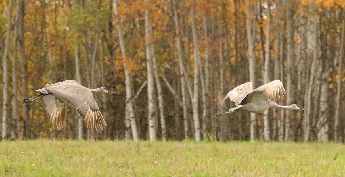 Sandhill Crane - ML374776291