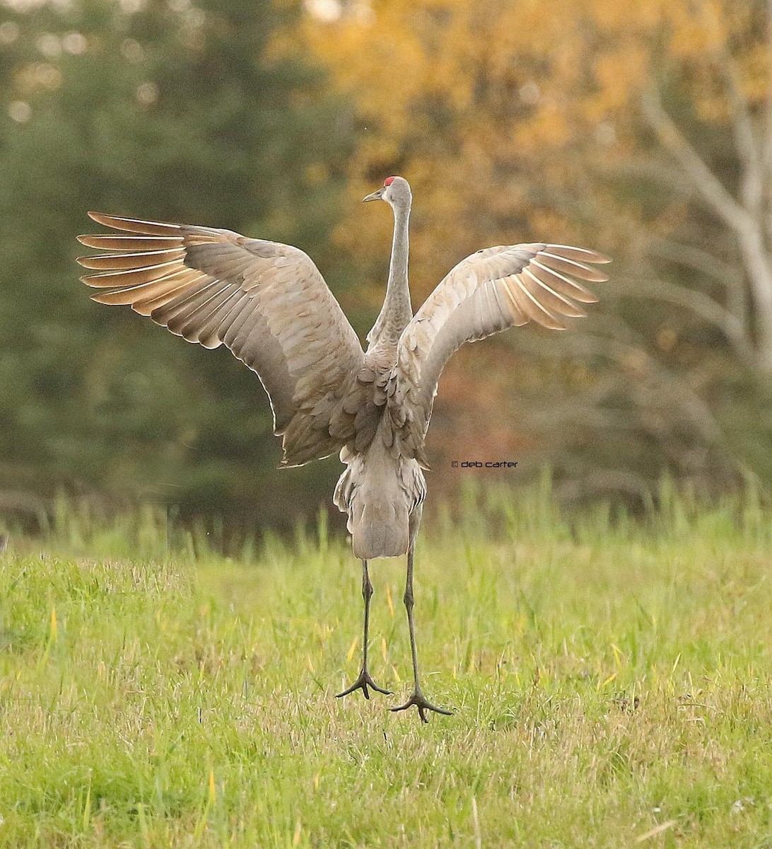 Sandhill Crane - Deb Carter