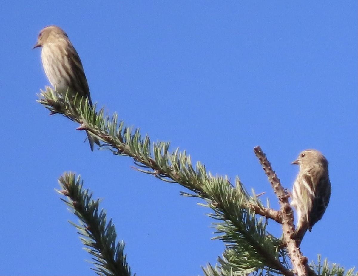 Pine Siskin - ML374777091